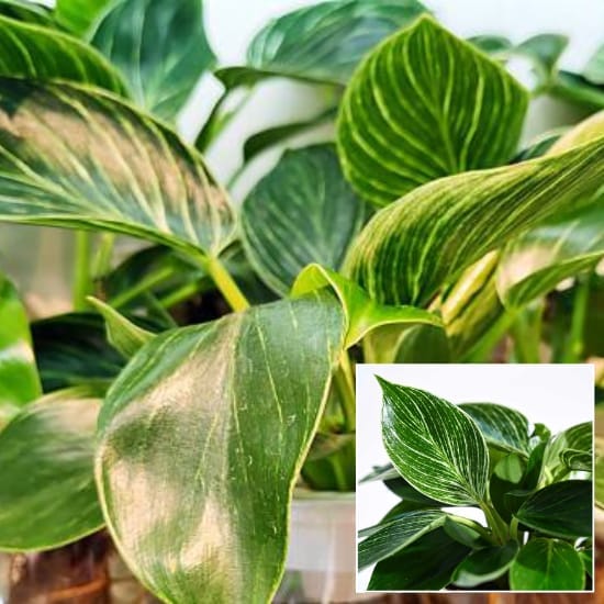 Philodendron Birkin Plant Air Purifier Indoor Plants | Indoor Lucky Plant For Living Room, Bedroom, Office, Home, And Graden Decor