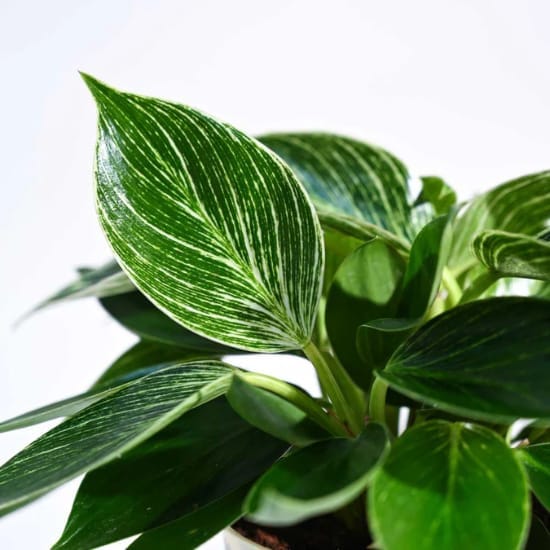 Philodendron Birkin Plant Air Purifier Indoor Plants | Indoor Lucky Plant For Living Room, Bedroom, Office, Home, And Graden Decor