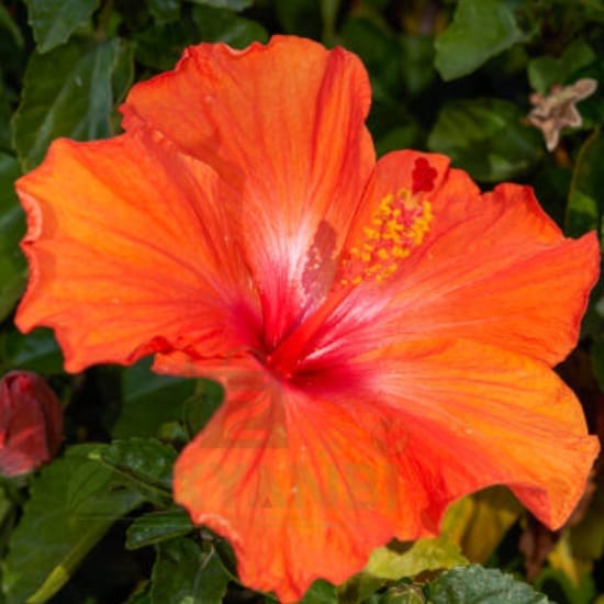 Austrian Orange hibiscus Grafted Flower  Plant (Height 1-1.5 Feet) For Home Garden