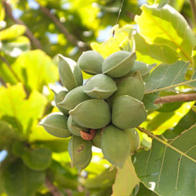 Kath Badam (Indian Almond Fruit  Plant (Height 1-2 Feet) 1 Healthy Plant For Home Garden