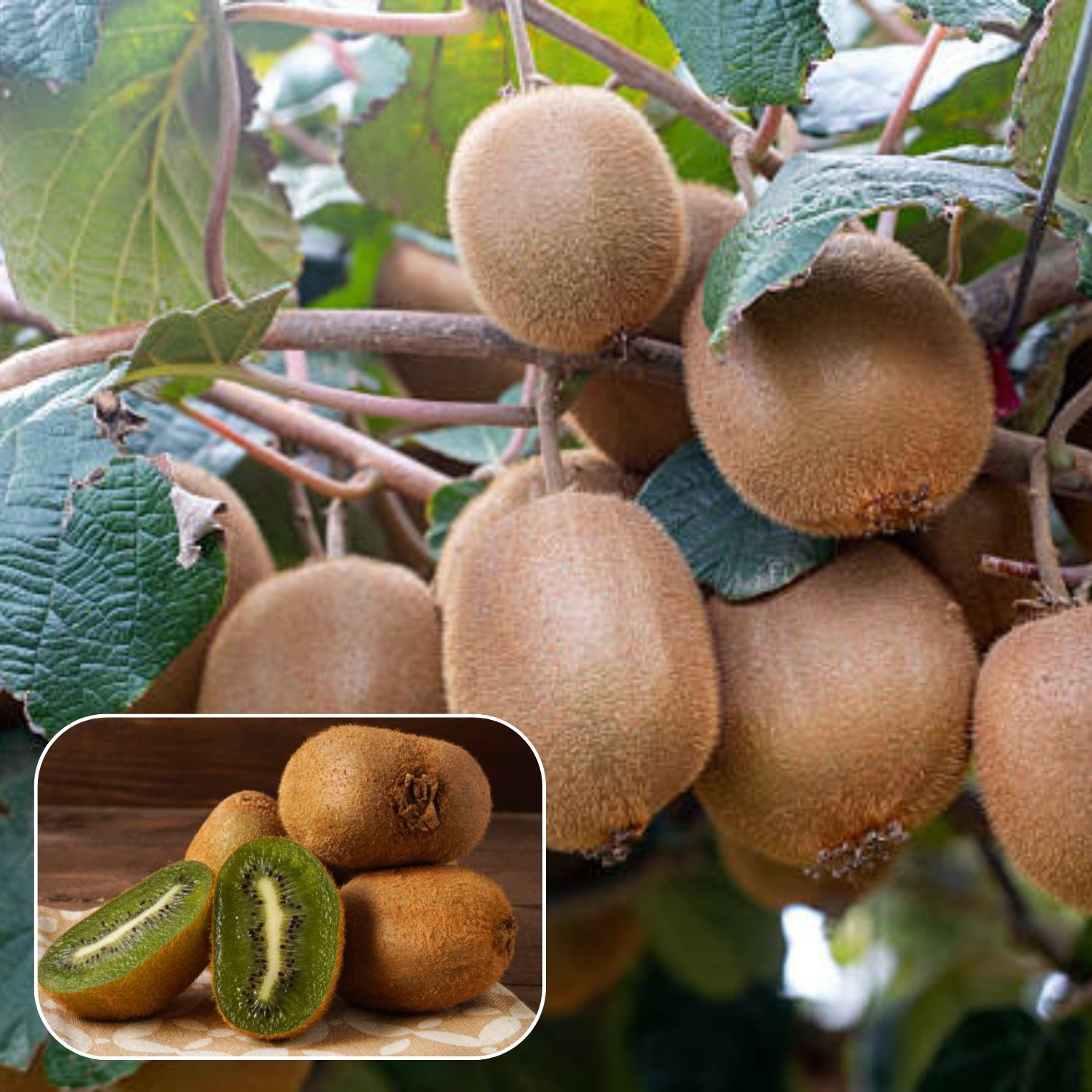 Kiwi Layering/Grafted Fruit Plant (Height 1-2 Feet) fast-growing, Ideal for home gardens
