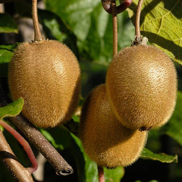 Kiwi Layering/Grafted Fruit  Plant (Height 1-2 Feet) fast-growing, Ideal for home gardens