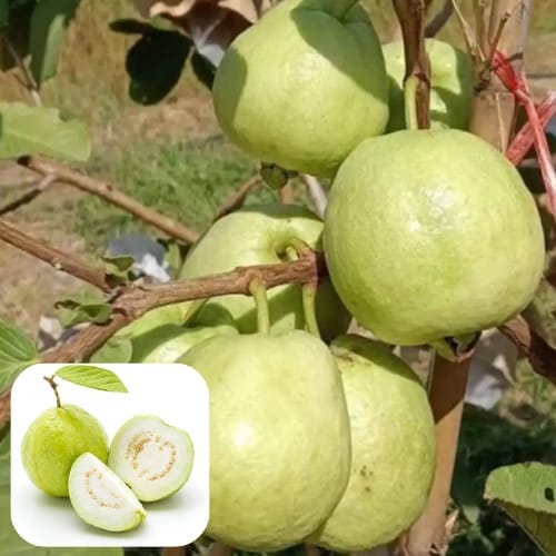 Golden 8 Guava Fruit Layering/Grafted Plant (Height 1.5-2 Feet) For Home Garden