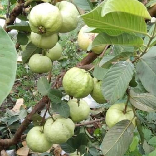 Golden 8 Guava Fruit Layering/Grafted  Plant (Height 1.5-2 Feet) For Home Garden