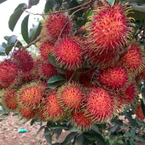 Rumbutan Hybrid Layering/Grafted  Fruit Plant (Height 1-1.5 Feet) 1 Healthy Fresh Plant  For Home Garden sweet and juicy fruits.