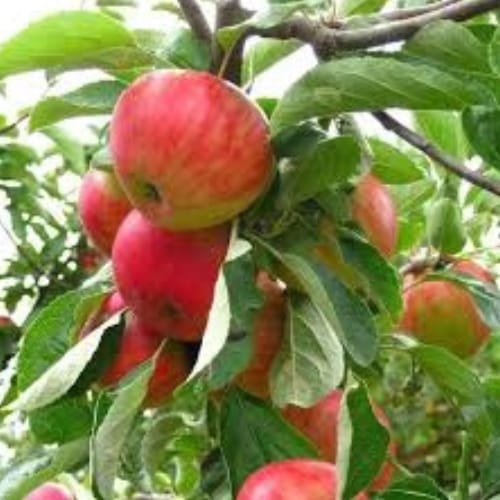 Gola Apple Seb  Layering/Grafted Fruit  Plant (Height 1-1.5 Feet ) 1 Healthy Plant For Home Garden