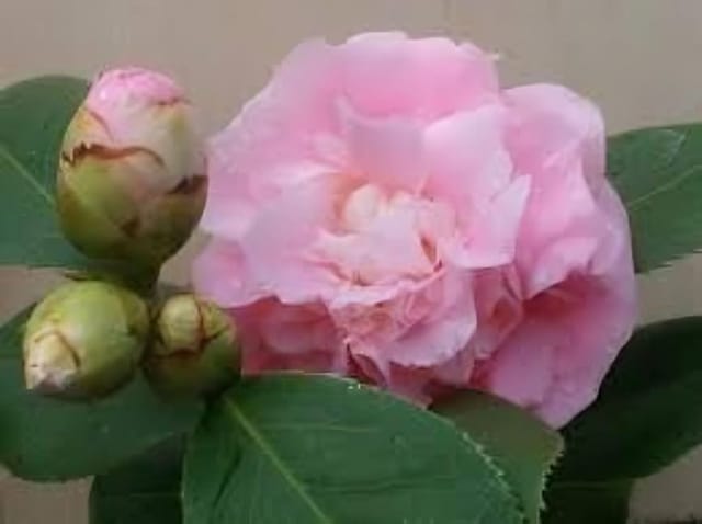 Rare  Camellia Japonica 'Debutante' Beauty Pink (Heaight 1.5-2 Feet) Camellia Pink Orignal Hybrid Variety Flower Plant |Mildly Fragrant| For Home Graden Outdoor  Tree
