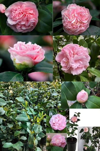 Rare  Camellia Japonica 'Debutante' Beauty Pink (Heaight 1.5-2 Feet) Camellia Pink Orignal Hybrid Variety Flower Plant |Mildly Fragrant| For Home Graden Outdoor  Tree