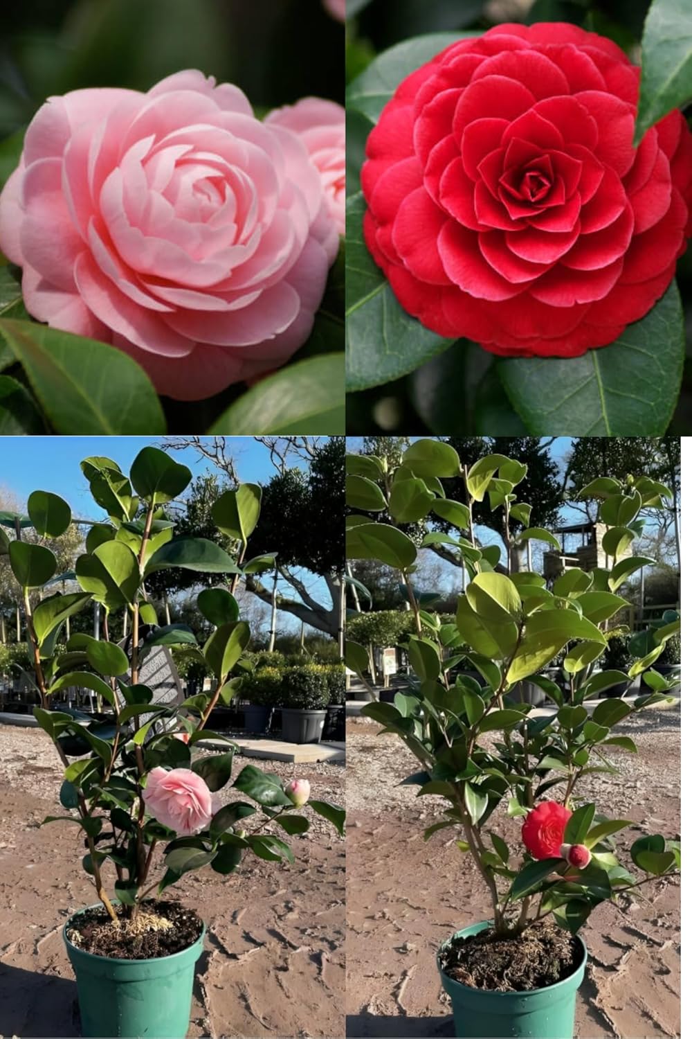 Rare Camellia Red+Pink Perfection Flower Plant Rare Hybrid (Height 1.5-2 Feet) Original Rare Flower Plant For Home Garden Balcony Bush Indoor Outdoor Shrubs Tree