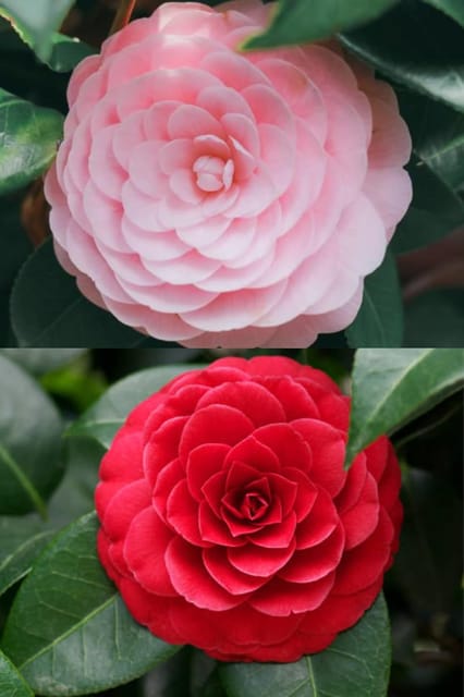 Rare  Camellia Red+Pink Perfection Flower  Plant Rare Hybrid (Height 1.5-2 Feet) Original Rare  Flower Plant For Home Garden Balcony Bush Indoor Outdoor Shrubs Tree