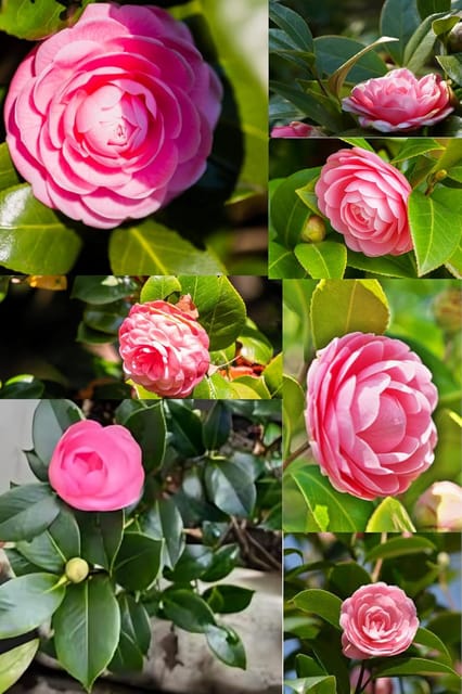 Rare  (Camellia Japonica 'E.G. Waterhouse' Pink Flower Plant (Heaight 1.5-2 Feet) Camellia Orignal Hybrid Varity Flower Plant |Light To No Fragrance|For Home Graden Outdoor  Tree-1
