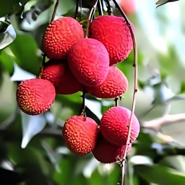Original Rare Red Ball Variety Litchi Fruit Plant Hybrid (1.5-2 Feet Height) Litchi Plant Original Rare  Hybrid Lychee Fruit Plant For Home Graden Outdoor  Tree