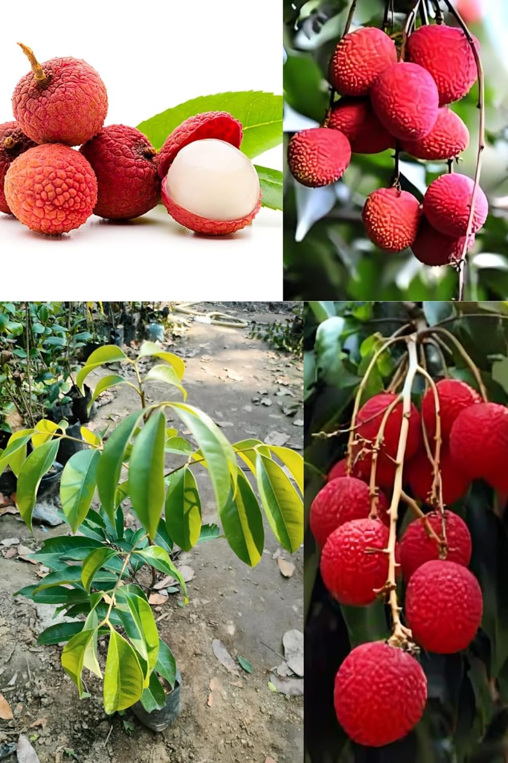 Original Rare Red Ball Variety Litchi Fruit Plant Hybrid (1.5-2 Feet Height) Litchi Plant Original Rare Hybrid Lychee Fruit Plant For Home Graden Outdoor Tree