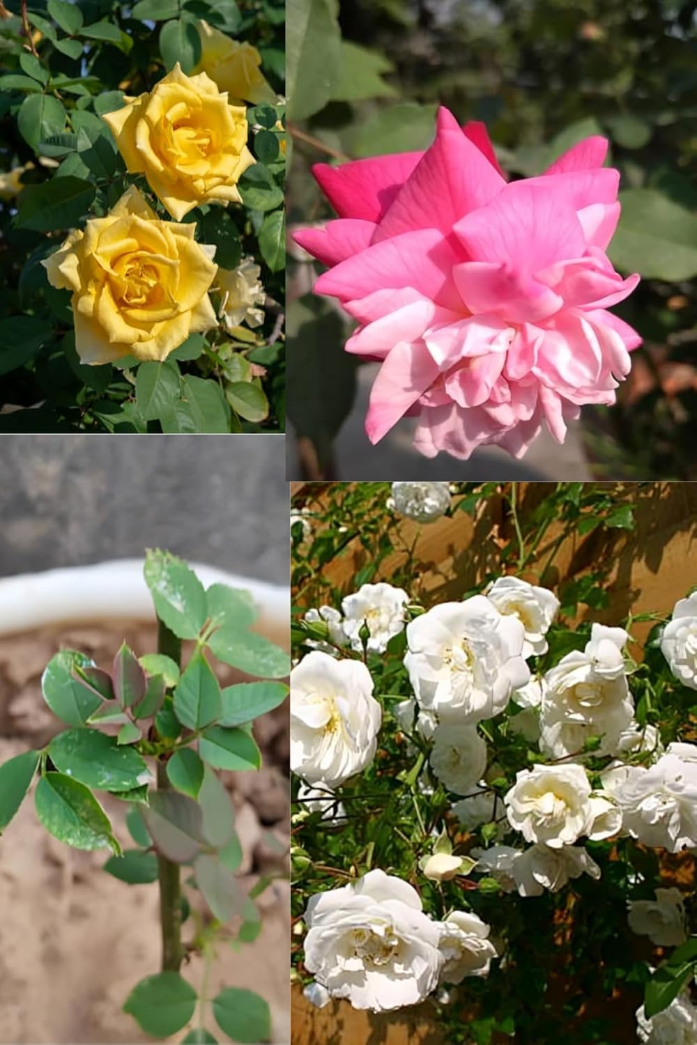 Climbing Rose Flower Plant (Height 1-1.5 Feet) Climbing Orignal Hybird Variety Flower Plant |Fragrant: Sweet| Low Maintenance | For Home Garden Outdoor Flower Tree