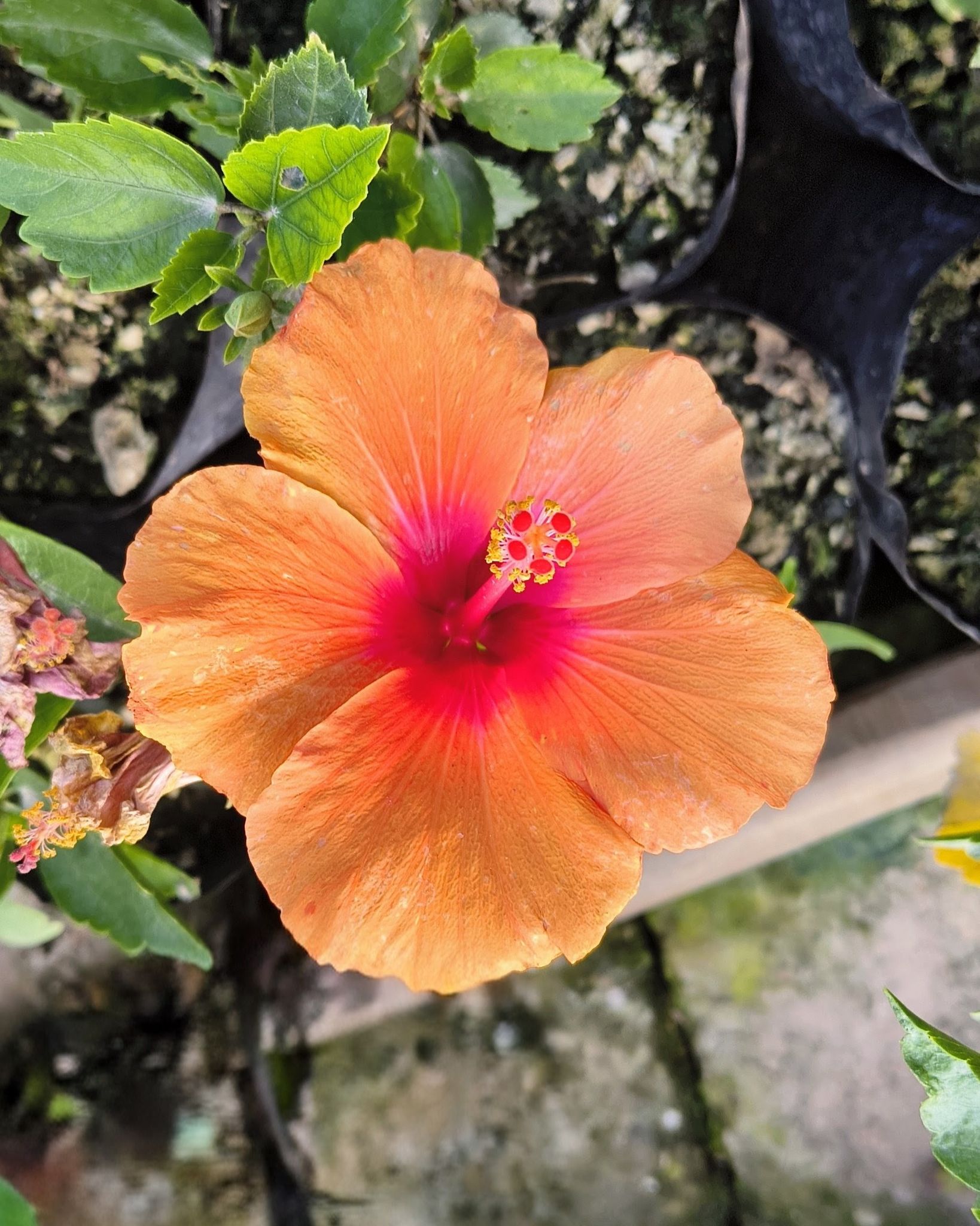 Orange Red Arhul (Hibiscus) Plant - Vrikshani