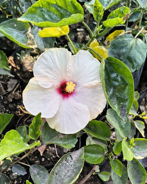 White Arhul (Hibiscus) Plant