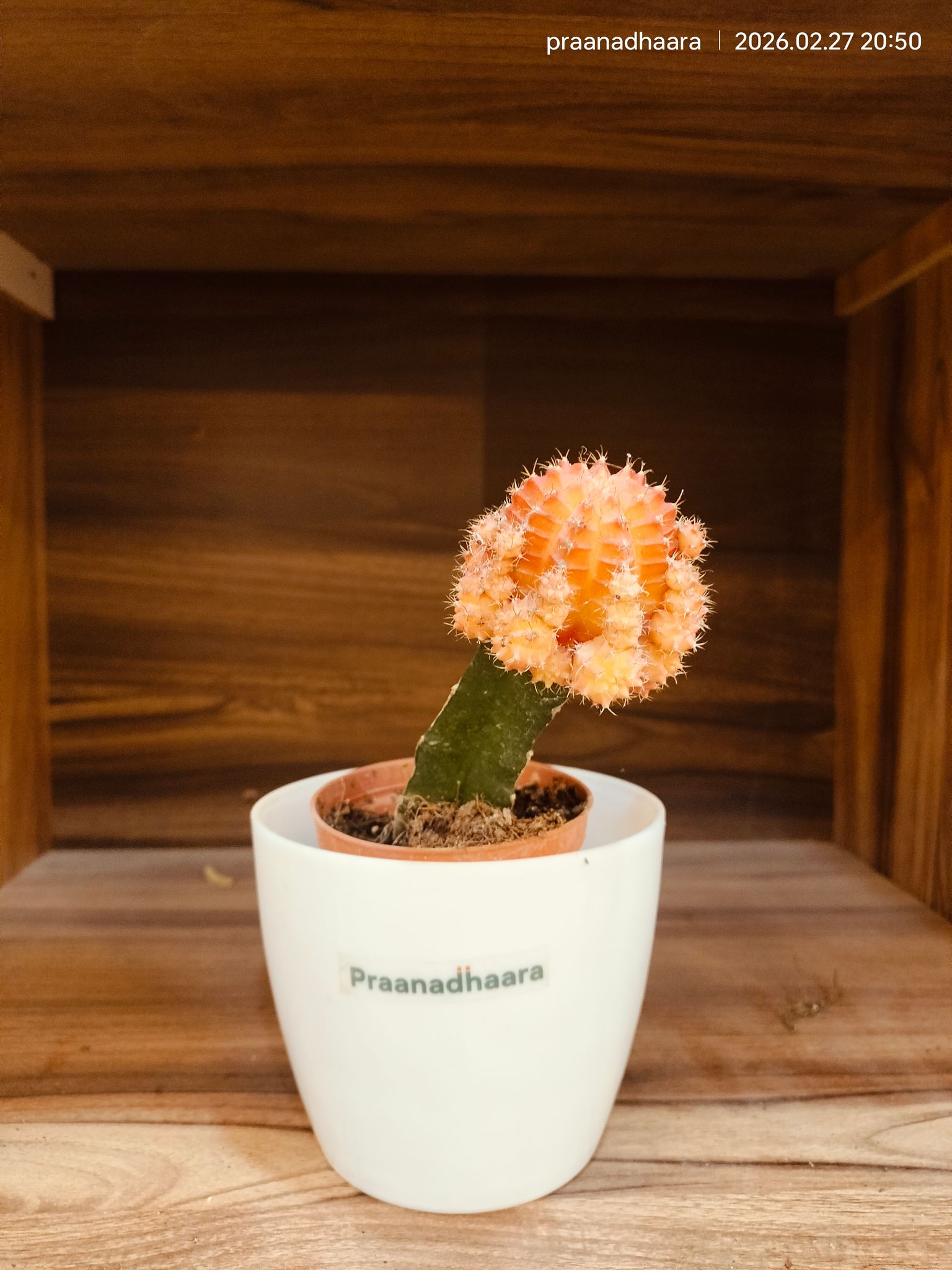 Orange Moon Cactus | Gymnocalycium Variegated-Praanadhaara