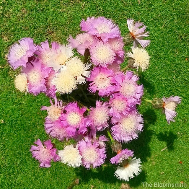 Sweet Sultan (Amberboa Moschata) | Pack Size 40 Seeds- The Bloomsmith