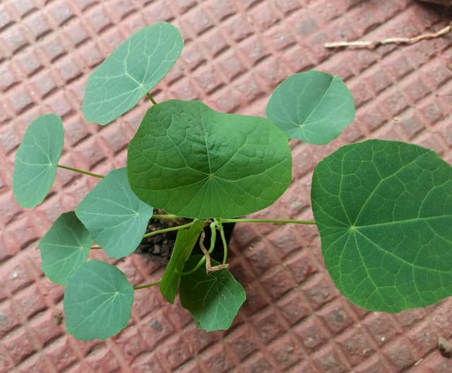 Stephania Erecta Plant