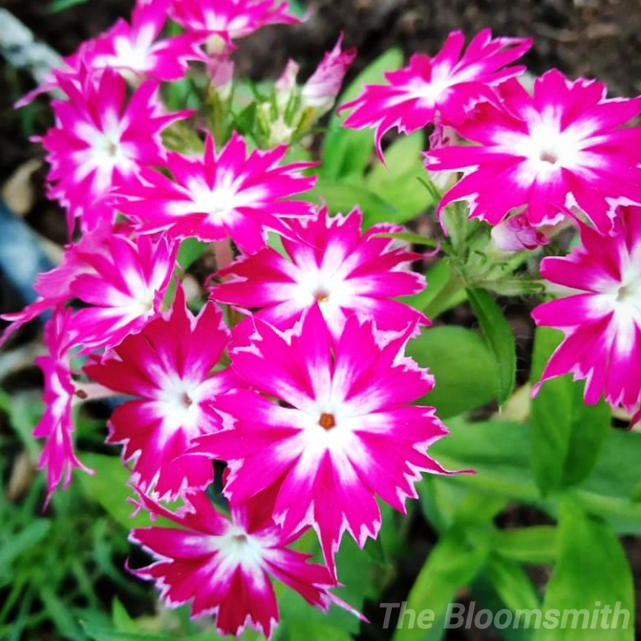 Phlox Beauty Mixed | Phlox Drummondii Pack Size 100 seeds- The Bloomsmith
