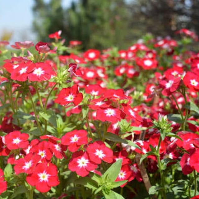 Phlox Beauty Mixed | Phlox Drummondii Pack Size 100 seeds- The Bloomsmith