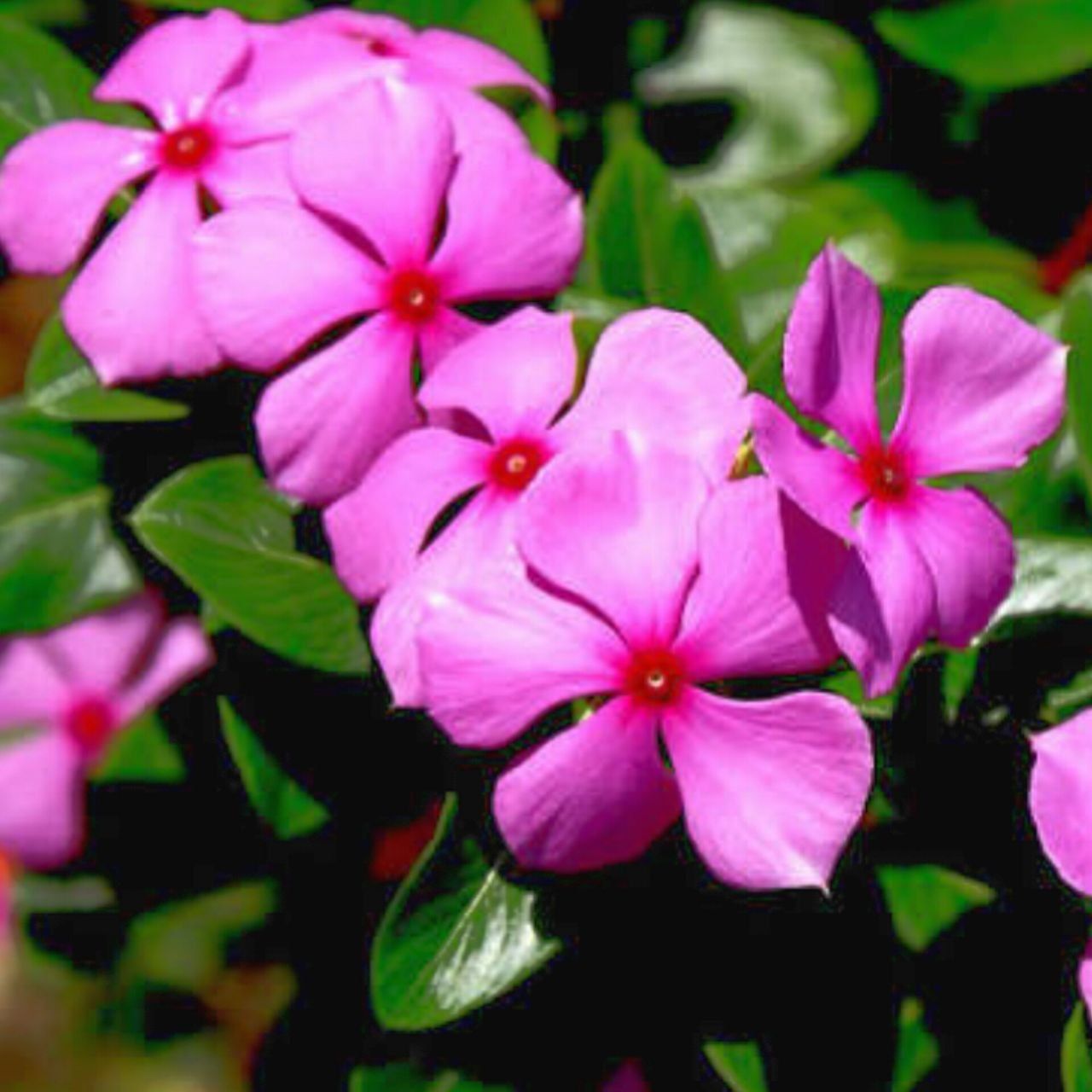 Vinca Pink (Periwinkle) Pack Size 40 Seeds -The Bloomsmith