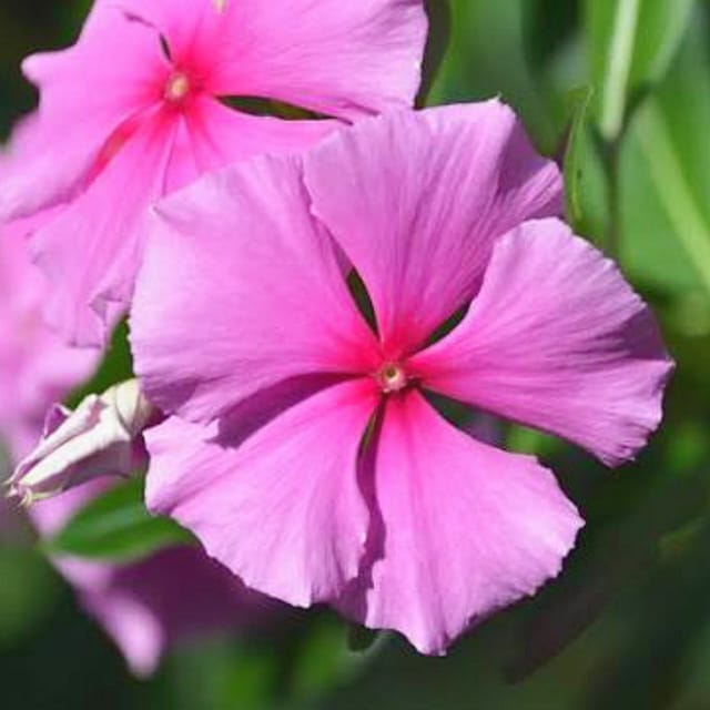 Vinca Pink (Periwinkle) Pack Size 40 Seeds -The Bloomsmith