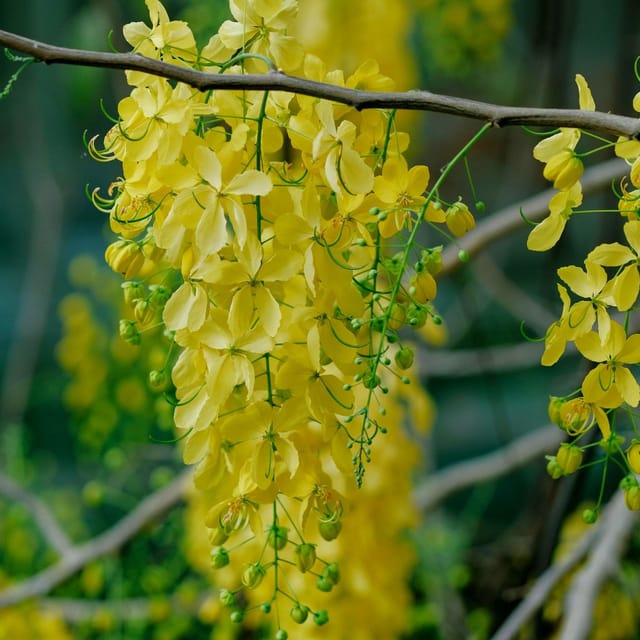 Cassia Fistula Seeds (Amaltas) The Golden Shower Tree - The Bloomsmith