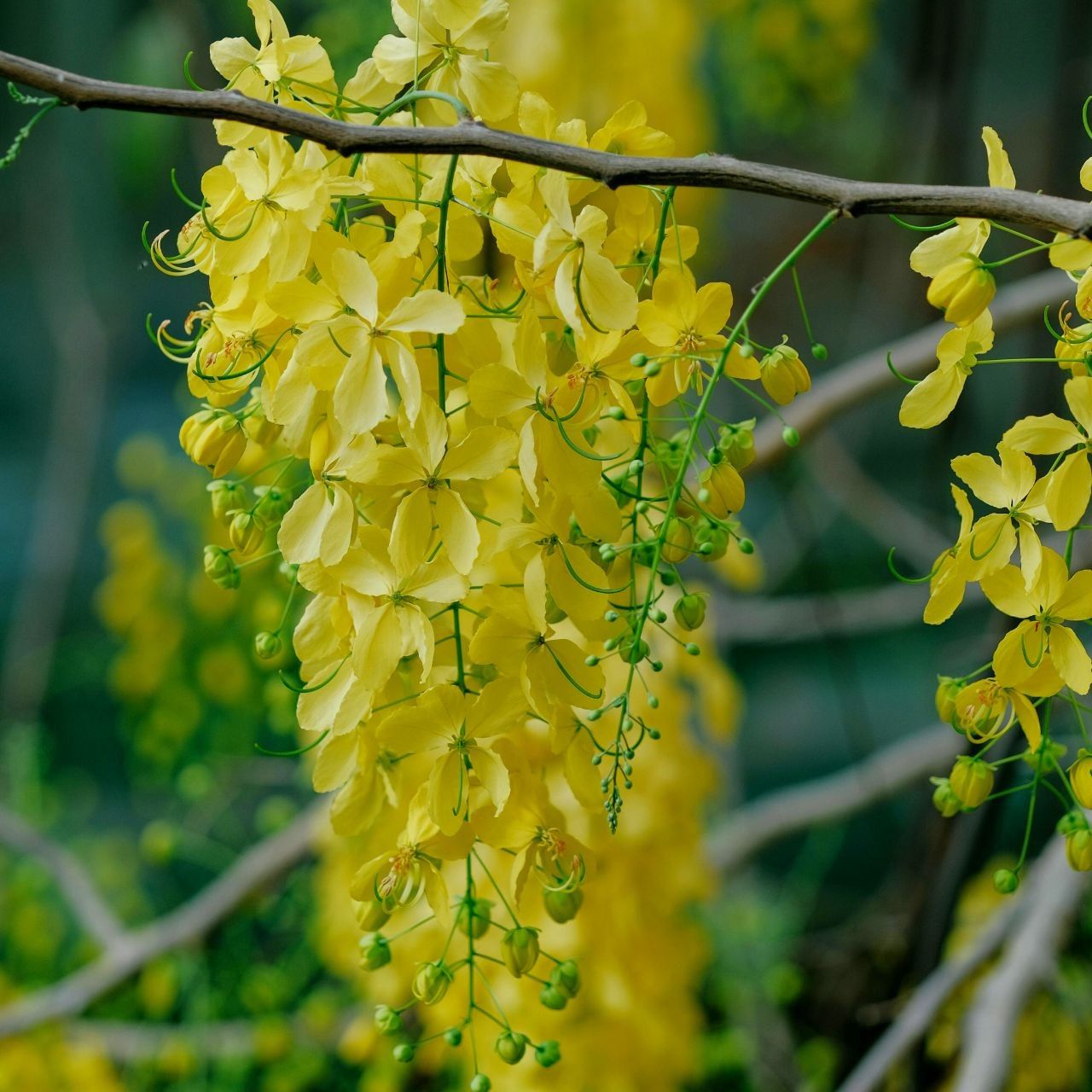 Cassia Fistula Seeds (Amaltas) The Golden Shower Tree - The Bloomsmith