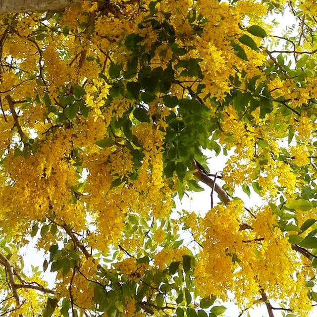 Cassia Fistula Seeds (Amaltas) The Golden Shower Tree - The Bloomsmith
