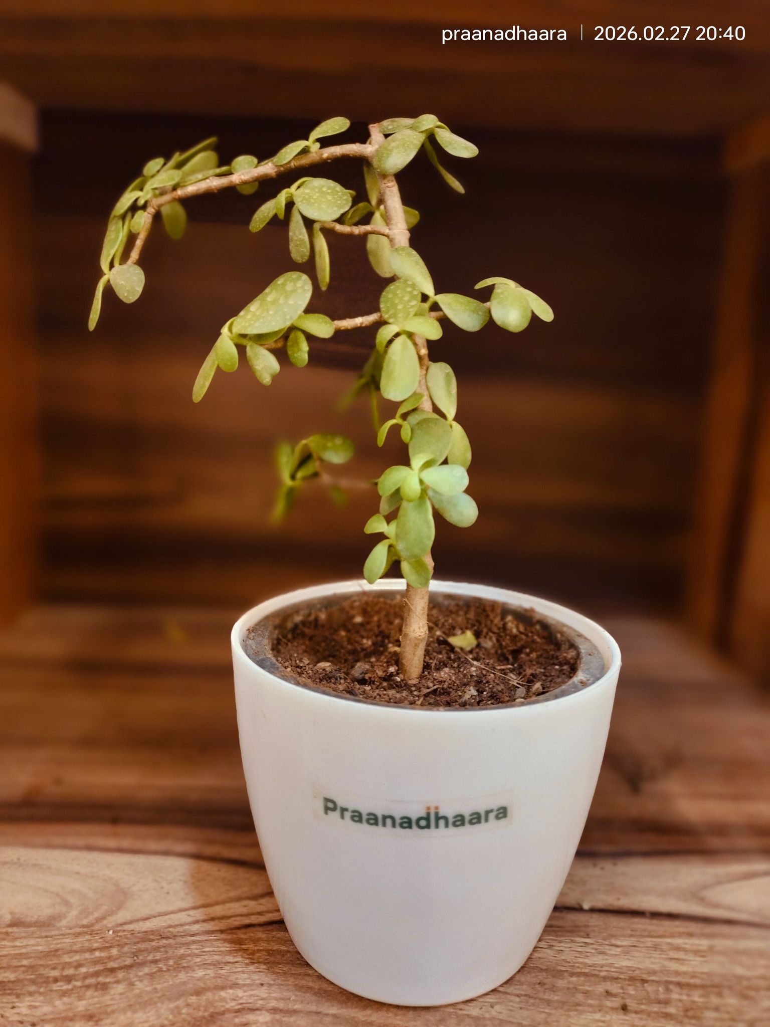Jade Plant Lucky Plant-Praanadhaara