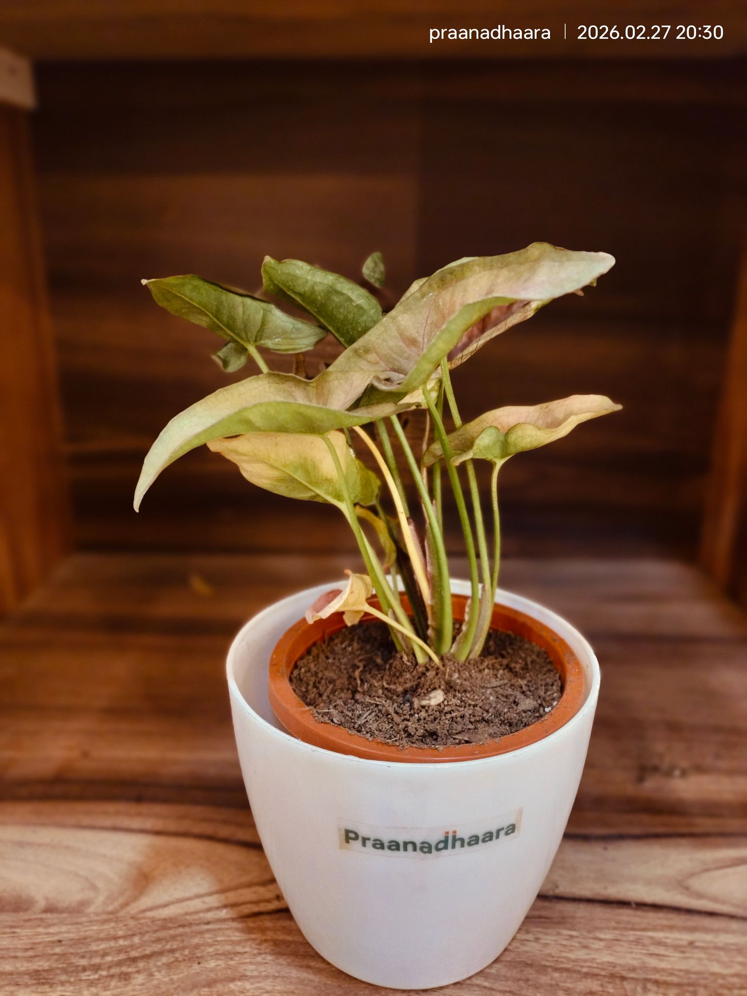 Syngonium Pink / Arrowhead Plant - Praanadhaara