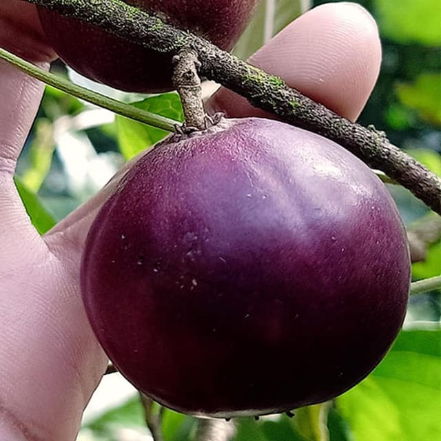 Manila Tennis Ball Cherry Cherries Grafted Plant (1-2 Feet Height)