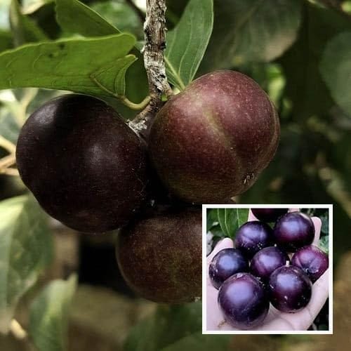 Manila Tennis Ball Cherry Cherries Grafted Plant (1-2 Feet Height)