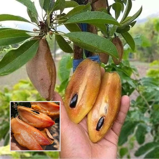 Thai Banana Long Chikoo Sapota Grafted Fruit Plant (1.5-3 Feet Height)