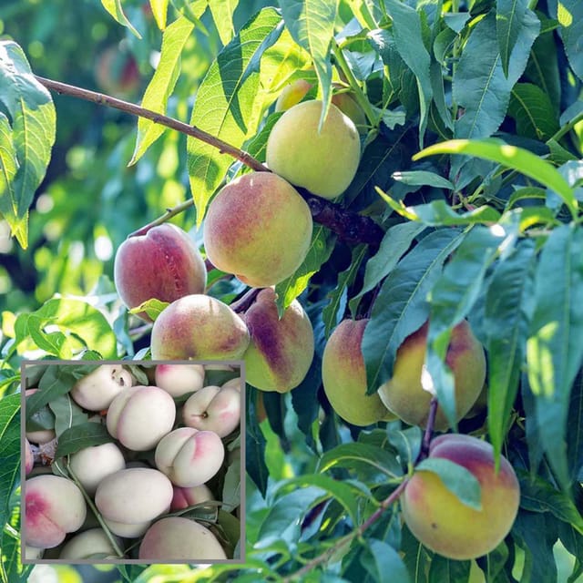 Prabhat Peach Grafted Fruit Plant (2-3 Feet Height)