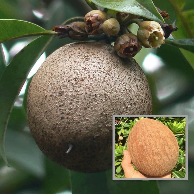 Jambo Chikoo Sapota Grafted Fruit Plant (1.5-3 Feet Height)