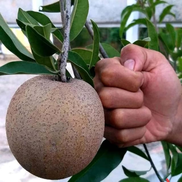 Jambo Chikoo Sapota Grafted Fruit Plant (1.5-3 Feet Height)