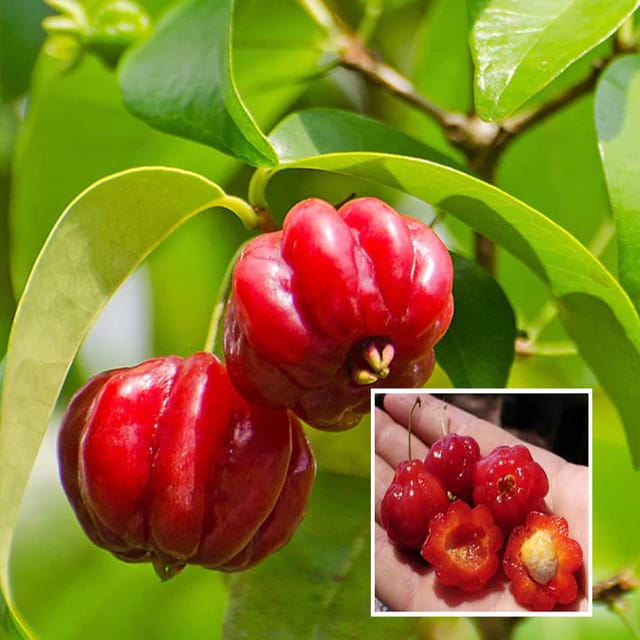 Surinam Cherry Cherries Layering/Grafted Fruit Plant (1-2 Feet Height)