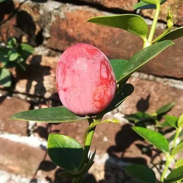 Thai Sweet Karonda Carissa Carandas Cherry Cherries Layering/Grafted Plant (1-2 Feet Height)