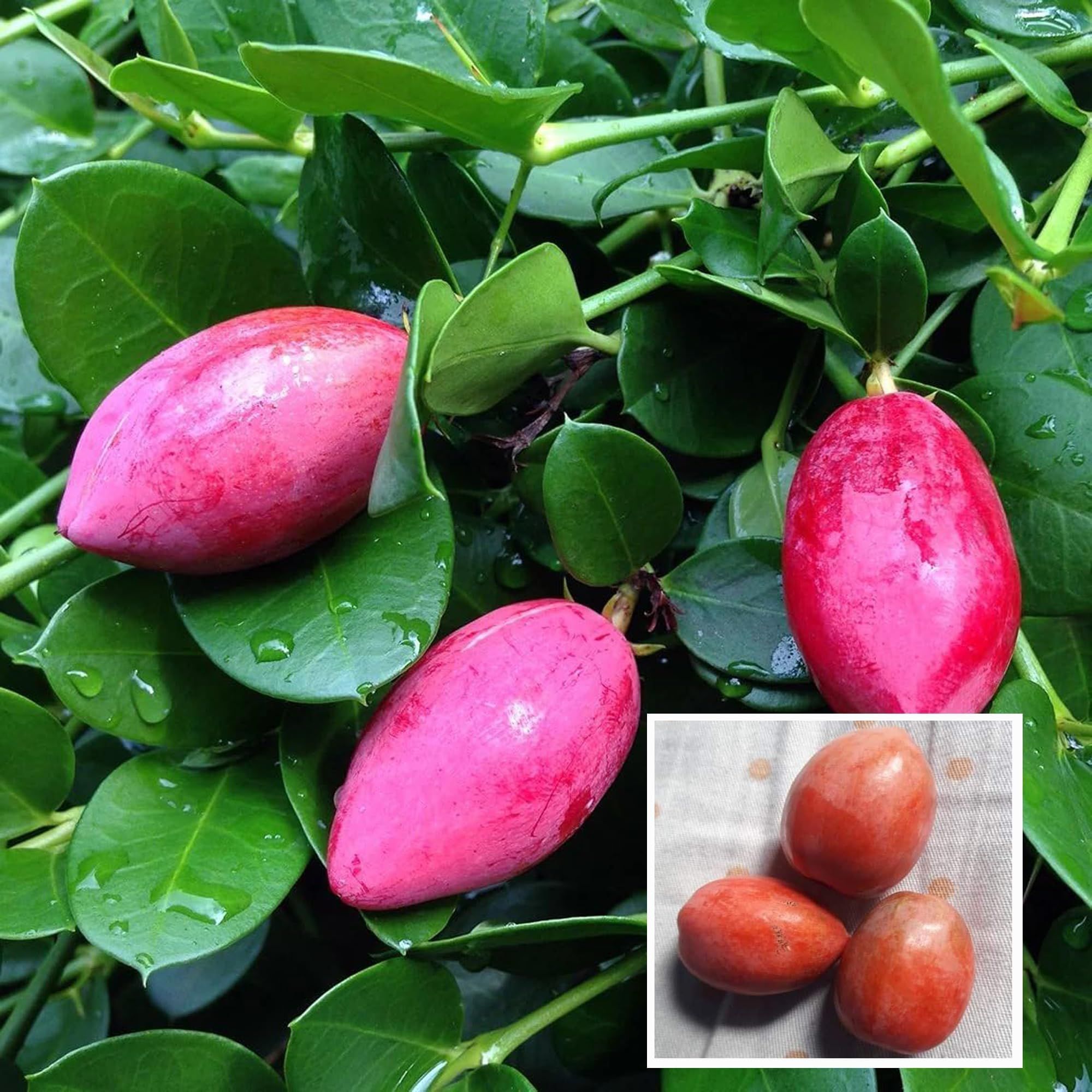 Thai Sweet Karonda Carissa Carandas Cherry Cherries Layering/Grafted Plant (1-2 Feet Height)
