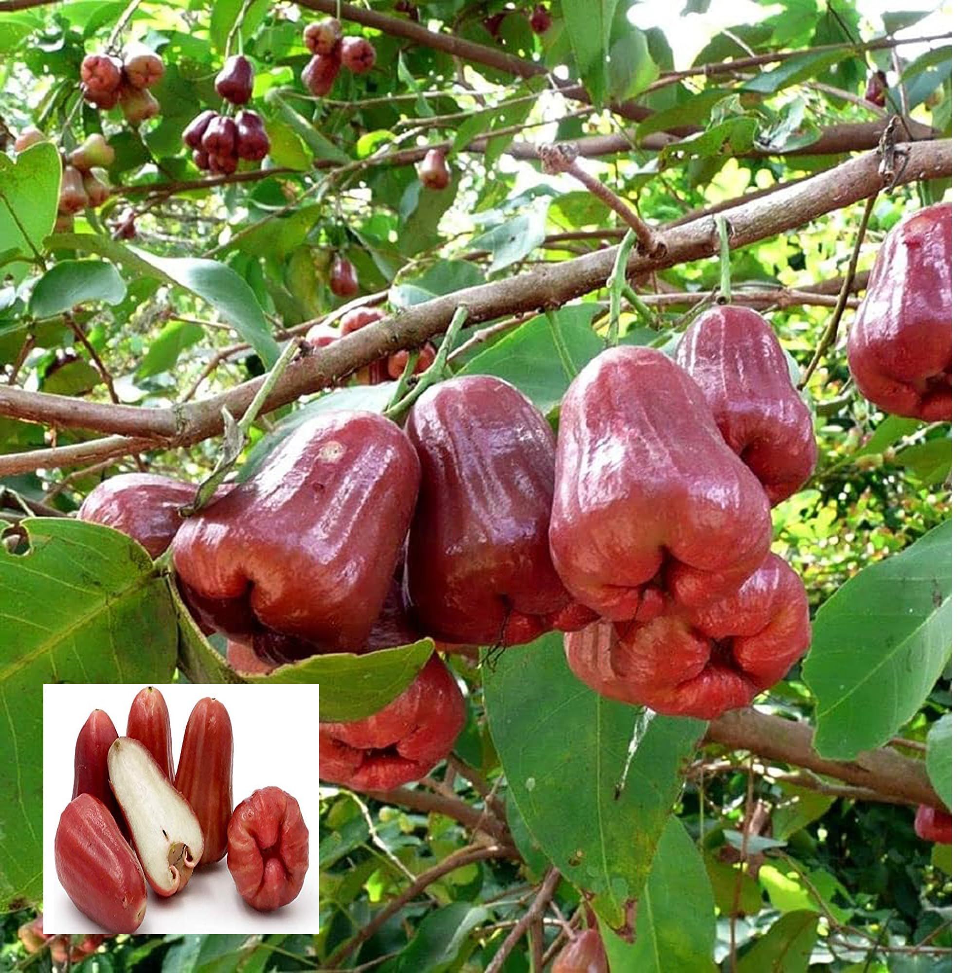 Red Malay Wax Apple Water Apple Java Apple Jamrul Chamba Layering/Grafted Fruit Plant (1.5-3 Feet Height)