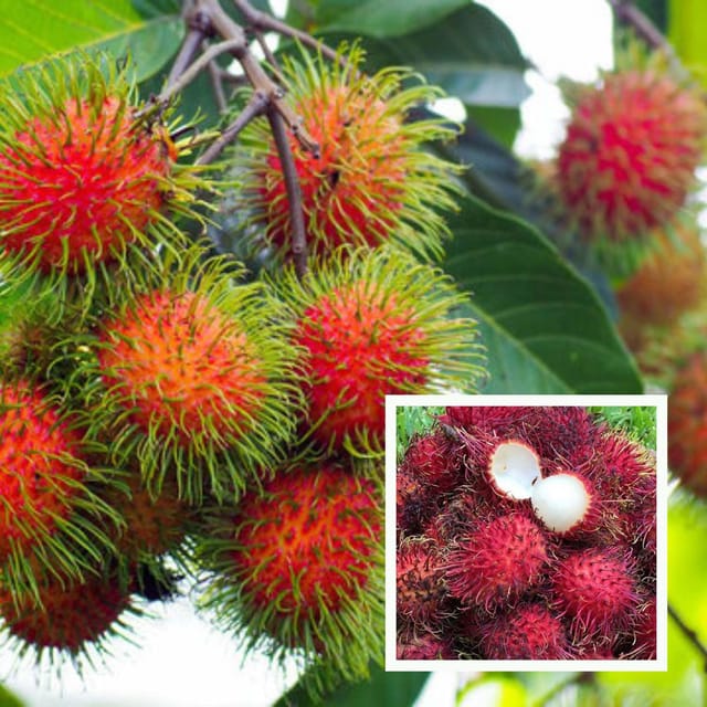 N18 Rambutan Grafted Fruit Plant (2-3 Feet Height)