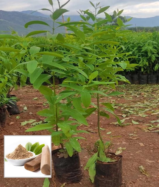 White Sandalwood Chandan Avenue Plant (1.5-3 Feet Height)