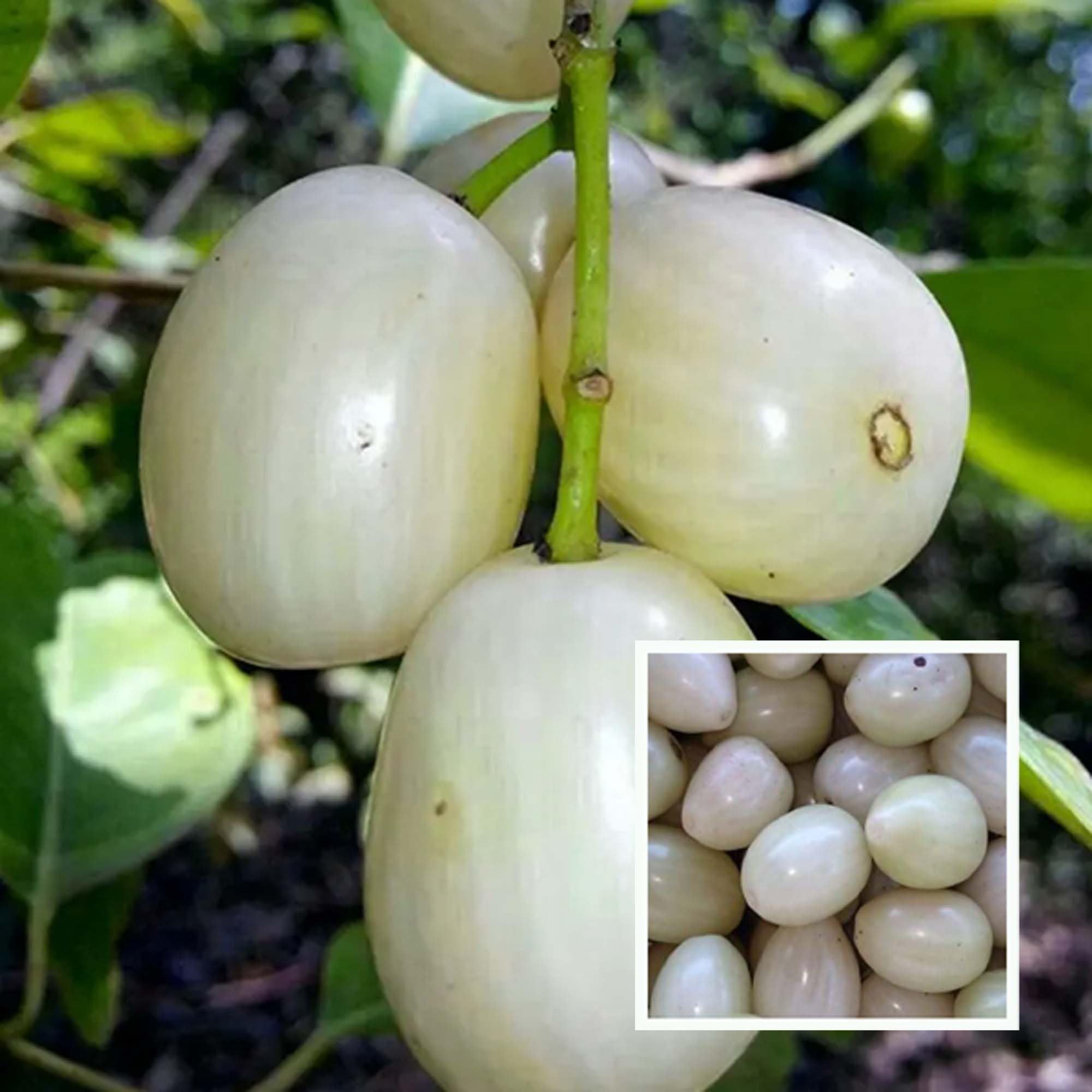 White Jamun Jambolan Jam Grafted Fruit Plant (1.5-3 Feet Height)