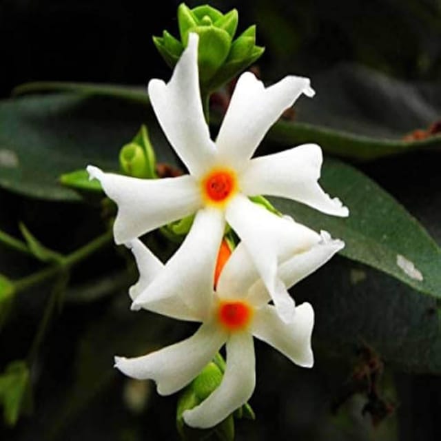 Seuli Parijat Flower Plant (1-2 Feet Height)