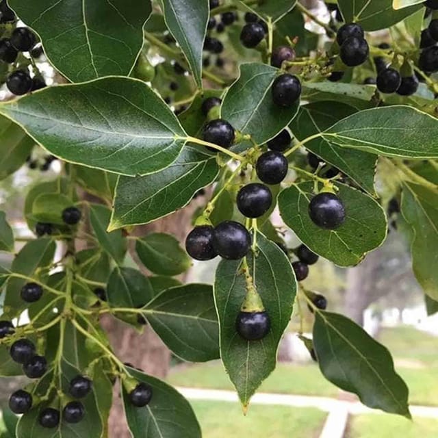 Kapoor Cinnamomum Camphora Kapur Plant (1.5-3 Feet Height)