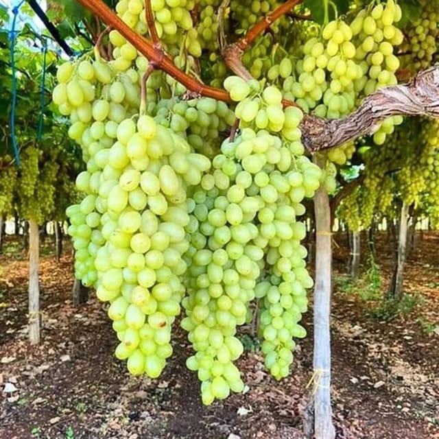 Green Super Sonaka Seedless Grapes Angoor Layering/Grafted Fruit Plant
