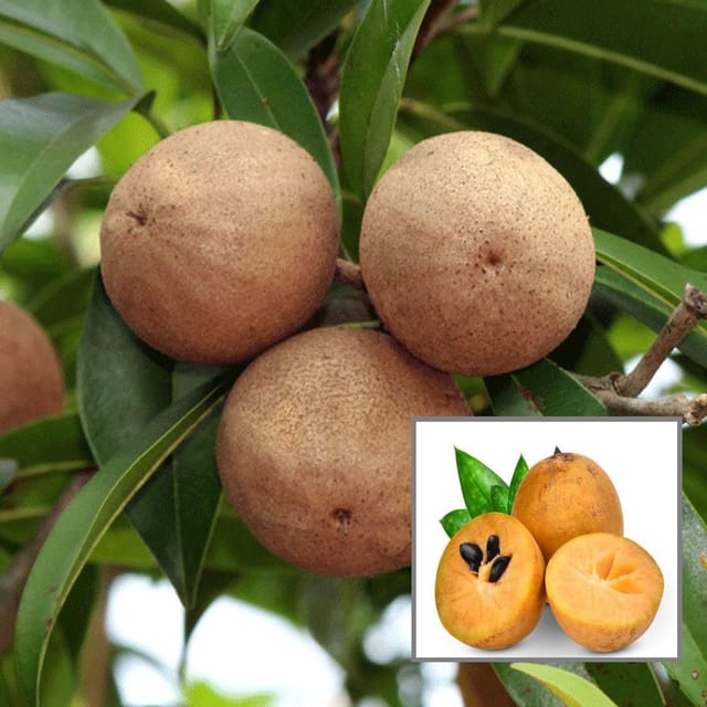 Cricket Ball Chikoo Sapota Grafted Fruit Plant (1.5-3 Feet Height)