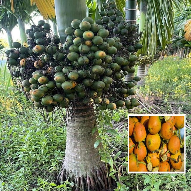 Inter Mangala Arecanut Betel Nut Supari Hybrid Dwarf Fruit Plant (1.5-3 Feet Height)
